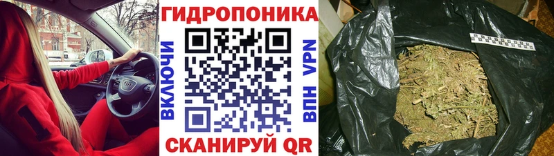 Купить закладки  Камышин  Канабис сатива 